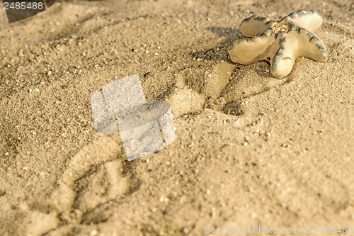 Image of Starfish at a beach