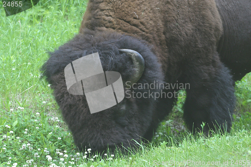 Image of bison