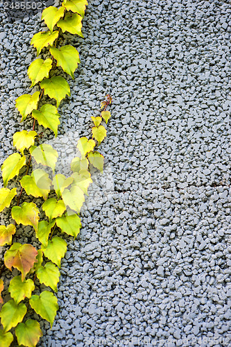 Image of wall of concrete with wild vine