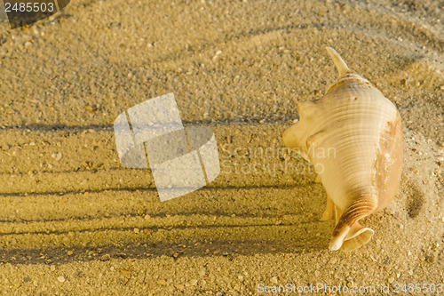 Image of Snail at a beach