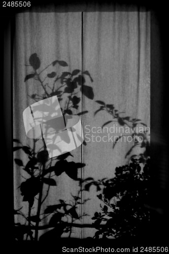 Image of Shilouette of plants on a curtain