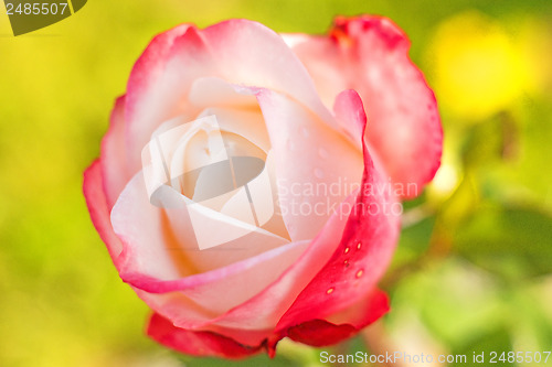 Image of rose