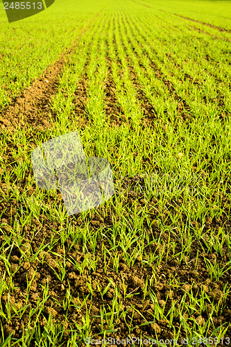 Image of winter wheat 