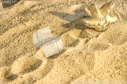 Image of Starfish at a beach