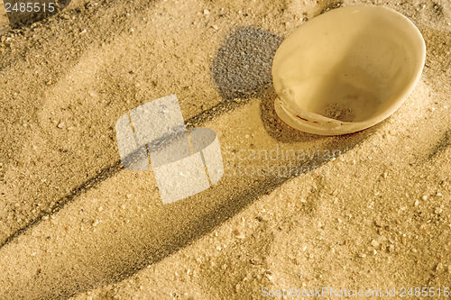 Image of Shell at a beach