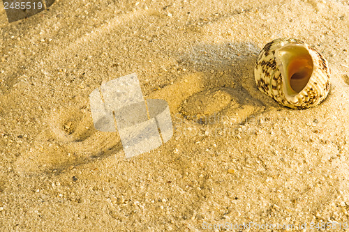 Image of Snail at a beach