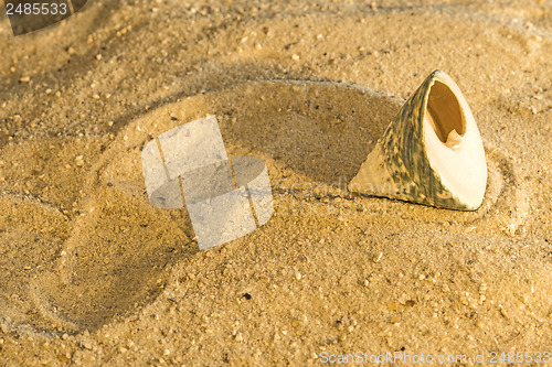 Image of Snail at a beach