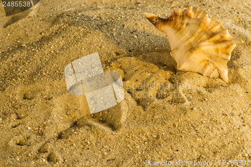 Image of Snail at a beach