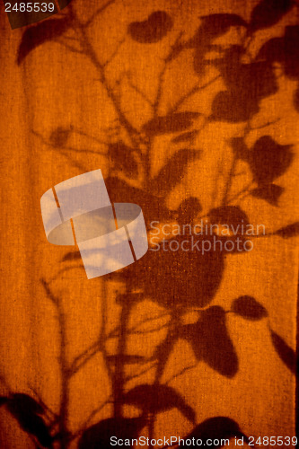 Image of Shilouette of plants on a curtain