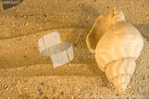 Image of Snail at a beach