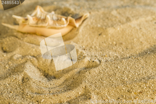 Image of Snail at a beach