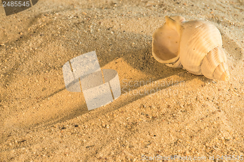 Image of Snail at a beach