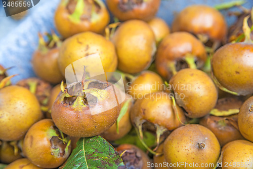 Image of Medlar, old fruit