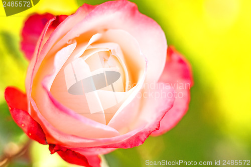 Image of rose