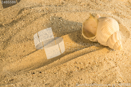 Image of Snail at a beach