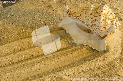 Image of Snail at a beach