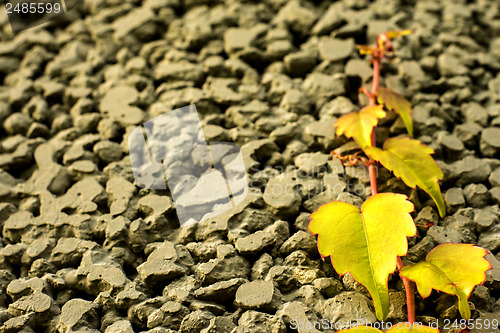 Image of wild vine climbing up on concrete