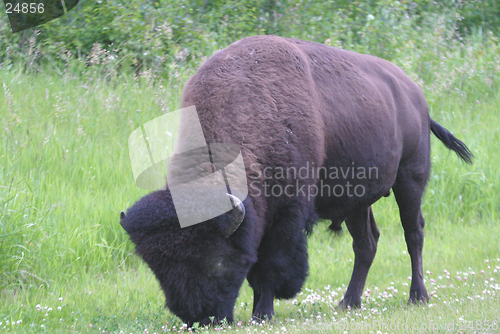 Image of bison