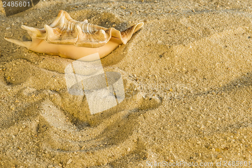 Image of Snail at a beach