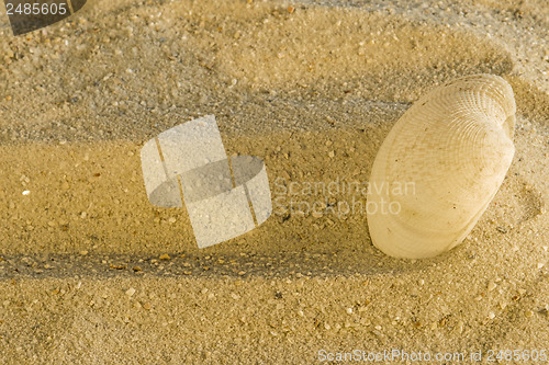 Image of Shell at a beach