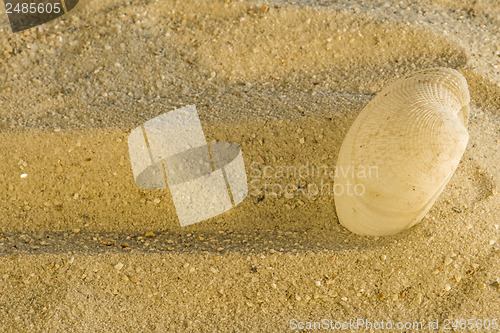 Image of Shell at a beach