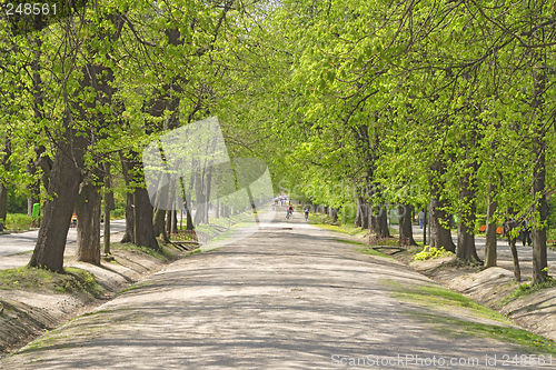 Image of Summer park alley