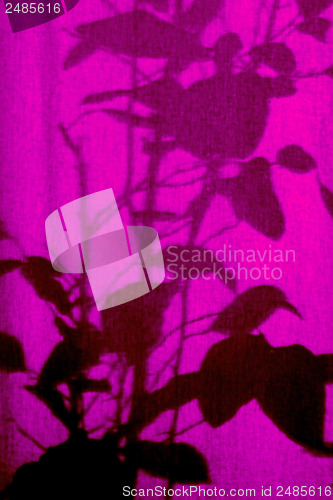 Image of Shilouette of plants on a curtain