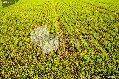 Image of winter wheat 