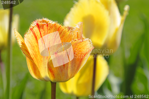 Image of Tulips field