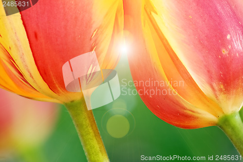 Image of Tulips