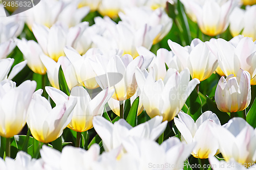 Image of White tulips