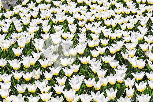 Image of White tulips