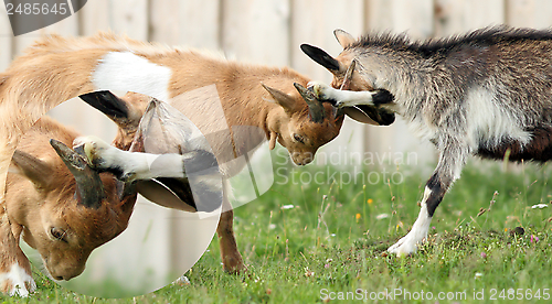 Image of detail of goats fight