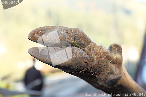 Image of detail of deer hoof