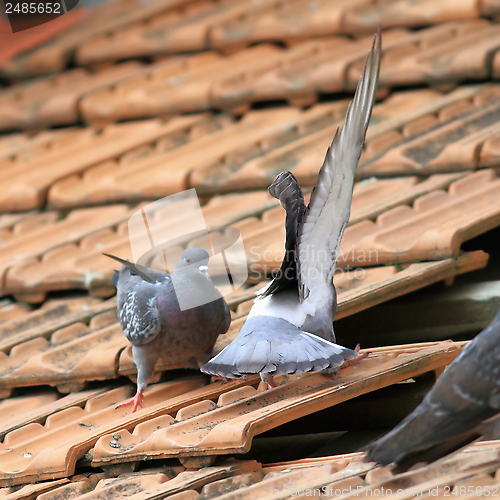 Image of fighting birds on roof