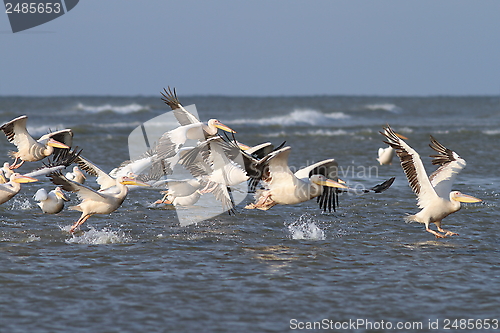 Image of flock of great pelicans  taking flight