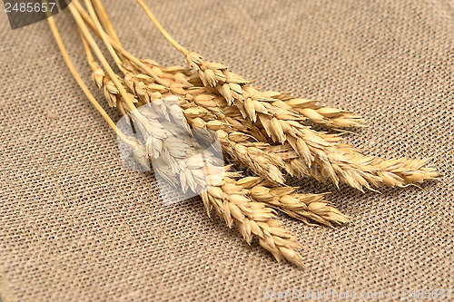 Image of wheat