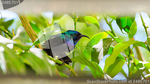 Image of Little sunbird sitting on citrus tree