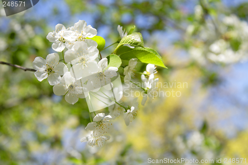 Image of Apple flowers