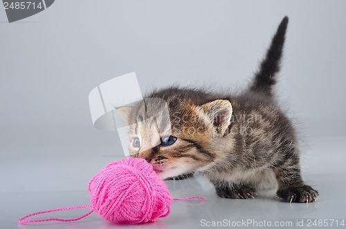 Image of little kitten playing with a woolball