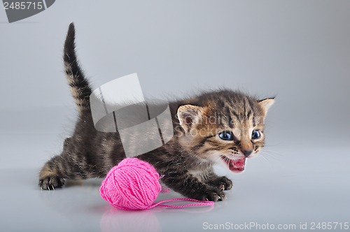 Image of funny little kitten playing with a woolball