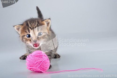 Image of little kitten playing with a woolball