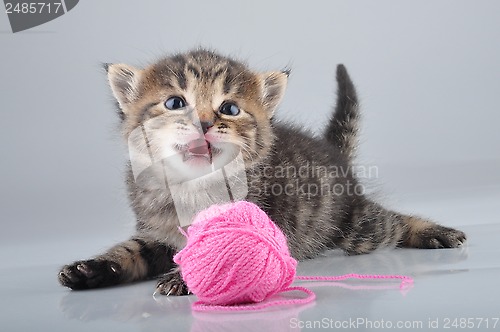 Image of little kitten playing with a woolball