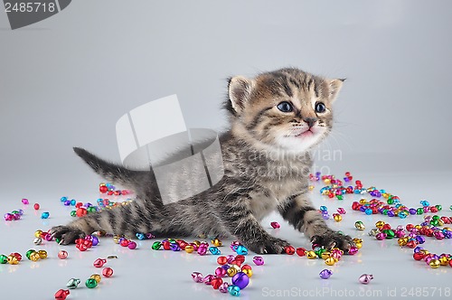 Image of little kitten with small metal jingle bells beads