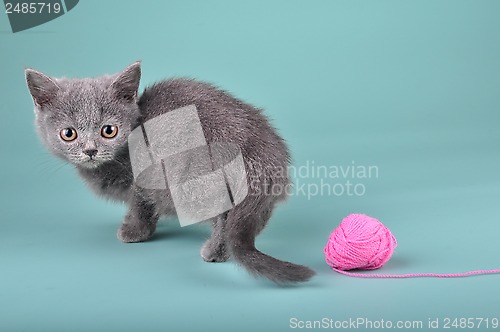 Image of small Scottish straight kitten with a woolball