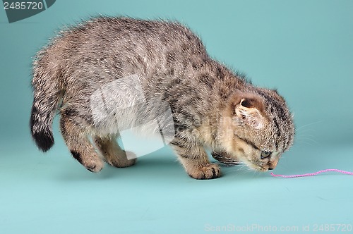 Image of cute Scottish fold kitten 