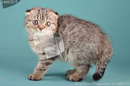 Image of Portrait of a cute Scottish fold kitten