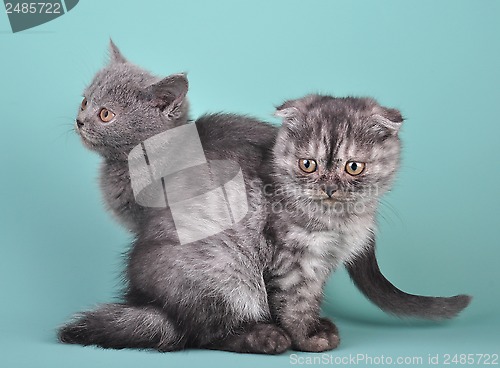 Image of  Scottish straight and fold kittens 