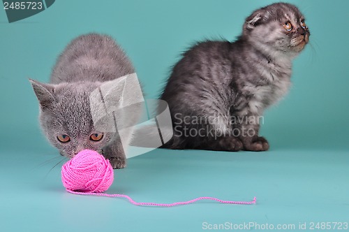Image of two Scottish straight fold kittens playing
