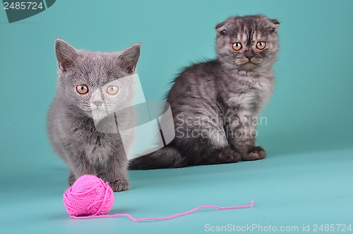 Image of young cats playing with a ball